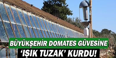 Büyükşehir domates güvesine ‘ışık tuzak’ kurdu!