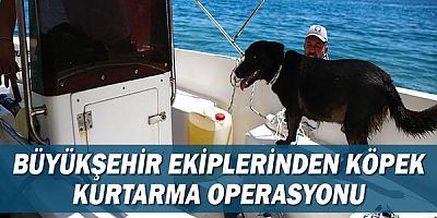 Büyükşehir ekiplerinden köpek kurtarma operasyonu