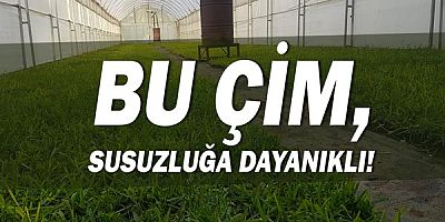 Büyükşehir susuzluğa dayanıklı çim üretiyor