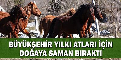 Büyükşehir yılkı atları için doğaya saman bıraktı