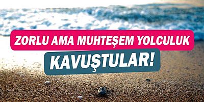 Caretta Caretta yavruları denizle buluştu!