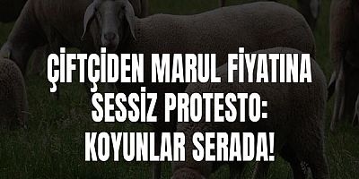 Çiftçiden Marul Fiyatına Sessiz Protesto: Koyunlar Serada!