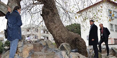 Doğa mirası ağaçlara bakım