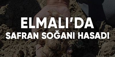 Elmalı’da safran soğanı hasadı başladı