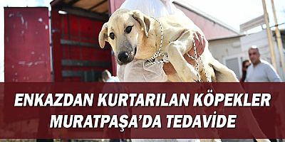 Enkazdan kurtarılan köpekler Muratpaşa’da tedavide