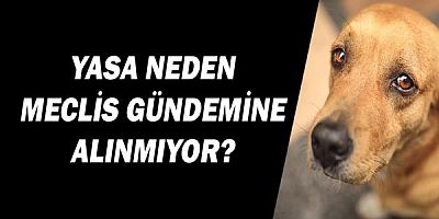  Hayvan Hakları Yasası Neden Meclis Gündemine Alınmıyor?