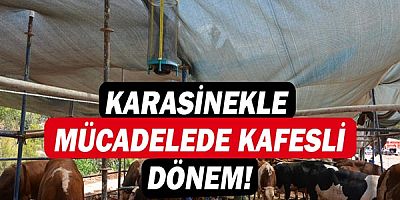 Karasinekle  mücadelede kafesli dönem!