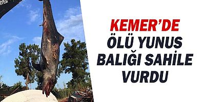 Kemer’de ölü yunus balığı sahile vurdu