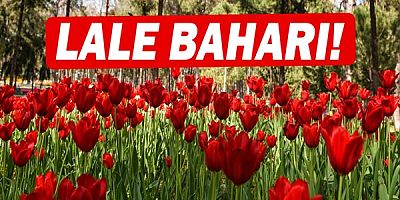Kepez’de lale baharı!