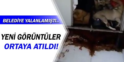 Kepezaltı Hayvan Bakımevi'nden yeni görüntüler!