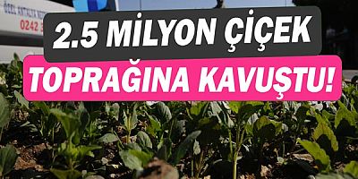 Kışlık çiçekler toprakla buluştu