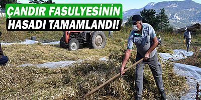 Konyaaltı'nda Çandır fasulyesinin hasadı tamamlandı!