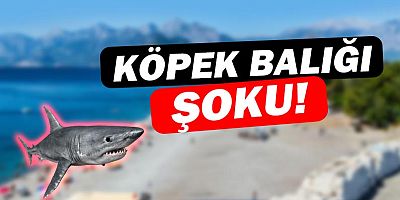 Konyaaltı'nda çıkan köpek balığını görenler şok oldu!