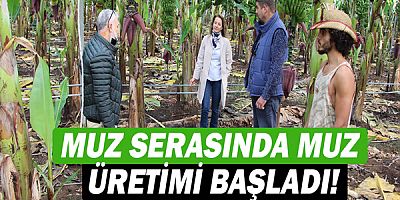 Konyaaltı’nda ilk kez kurulan muz serasında muz üretimi başladı!