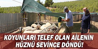 Koyunları telef olan ailenin hüznü sevince döndü!
