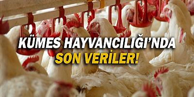 Kümes Hayvancılığı'nda son veriler!