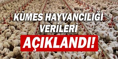 Kümes hayvancılığı verileri açıklandı!