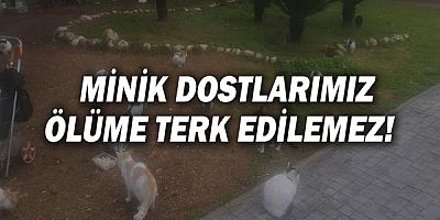 Minik dostlarımız ölüme terk edilemez!