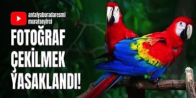 Papağan ile fotoğraf çektirmek yasaklandı! 