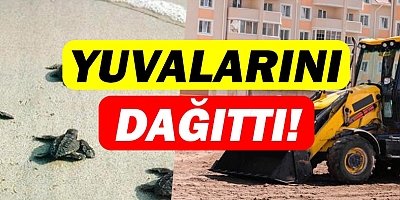 Sahile geldi, yuvaları dağıttı!