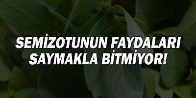 Semizotunun faydaları saymakla bitmiyor!