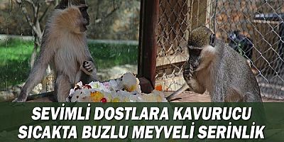 Sevimli dostlara kavurucu sıcakta buzlu meyveli serinlik