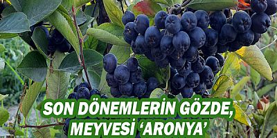 Son dönemlerin gözde meyvesi 'aronya'