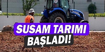 Susam tarımı başladı