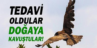 Tedavi edilen yırtıcı kuşlar doğaya bırakıldı!