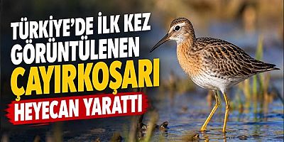 Türkiye'de İlk Kez Görüntülenen Çayırkoşarı Heyecan Yarattı