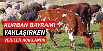 kurban bayramı