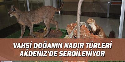 Vahşi Doğanın Nadir Türleri Akdeniz’de Sergileniyor